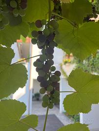 Uva fragola