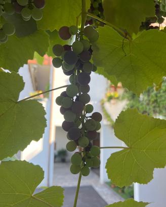 Uva fragola