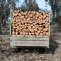 legna di leccio 