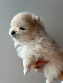 Spitz tedesco nano/ Pomerania