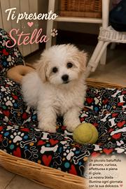 Maltipoo maschio