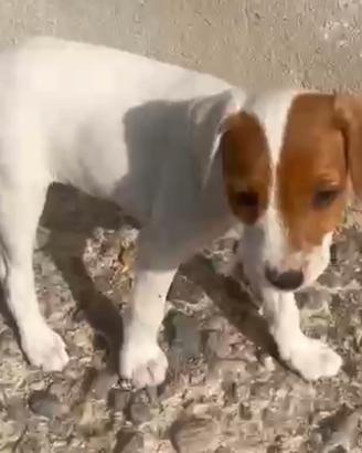 Maschio di jack russell