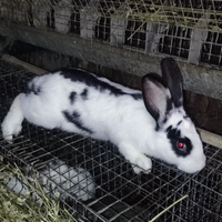 Conigli da riproduzione