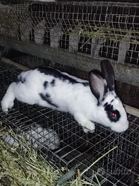 Conigli da riproduzione