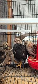 Galline serama