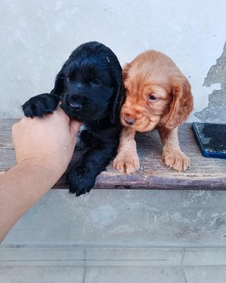 Cocker Spaniel