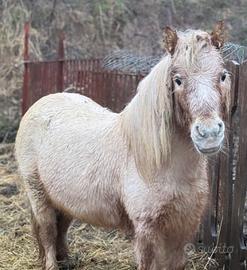 PONY femmina