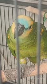 Coppia amazzone fronte blu