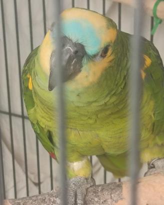 Coppia amazzone fronte blu