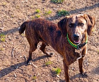 Collari in Paracord Personalizzati per Cani