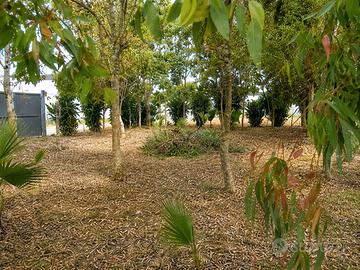 Terreno recintato a Porto Cesareo
