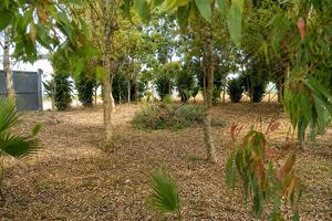 Terreno recintato a Porto Cesareo