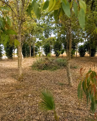 Terreno recintato a Porto Cesareo
