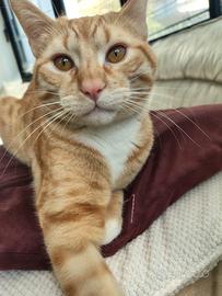 Max, micio meraviglioso rosso di 1 anno e mezzo