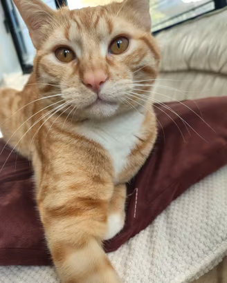 Max, micio meraviglioso rosso di 1 anno e mezzo