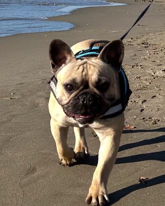 Monta bull dog francese