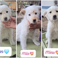 Ken Minù Mila 3 mesi tg media chiama per loro