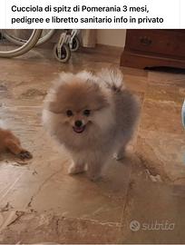 Spitz di Pomerania nano
