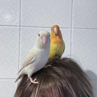 Pulli da imbecco di inseparabile