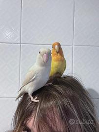 Pulli da imbecco di inseparabile