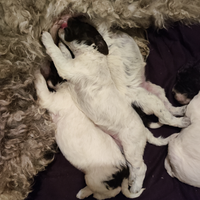 Cuccioli Lagotto romagnolo