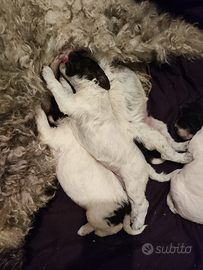 Cuccioli Lagotto romagnolo