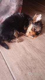 Cuccioli Yorkshire Toy e mini