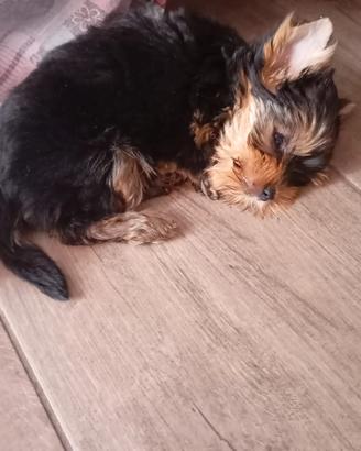 Cuccioli Yorkshire Toy e mini