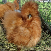 Galline ornamentali da compagnia moroseta silkie