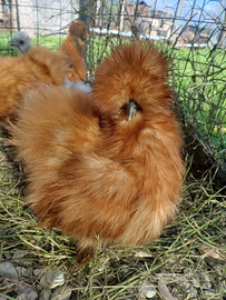 Galline ornamentali da compagnia moroseta silkie