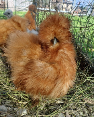 Galline ornamentali da compagnia moroseta silkie