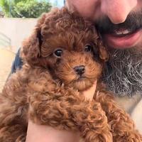 Cucciola Barboncino Mini Toy