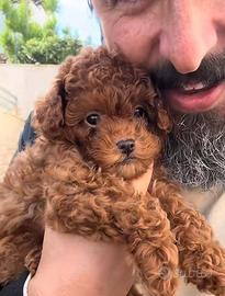 Cucciola Barboncino Mini Toy