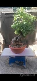 Bonsai di frassino