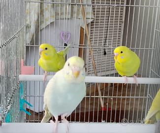 Cocoritr