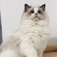 Ragdoll maschio