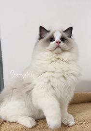 Ragdoll maschio