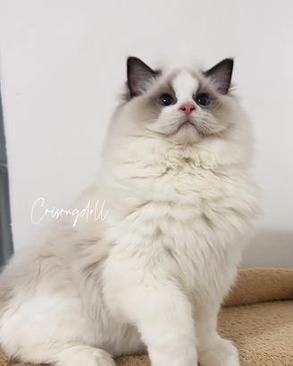 Ragdoll maschio