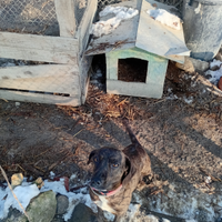 Cani per caccia alla lepre e al cinghiale