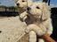 Immagine 3