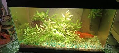 acquario  20 litri.