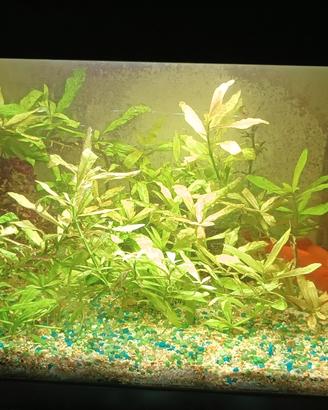 acquario  20 litri.