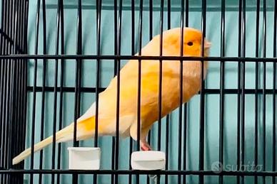 Canarini york, border, norwich e fife