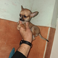 Chihuahua mini toy