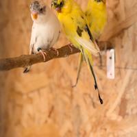 Cocorite faccia nera ala nera pezzato recessivo