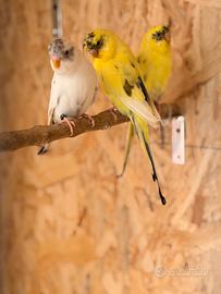 Cocorite faccia nera ala nera pezzato recessivo