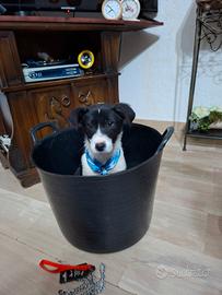 Cuccioli incrocio labrador e border collie