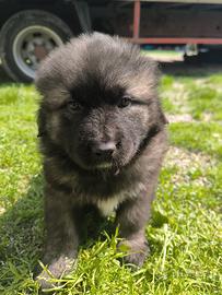 Cucioli pastori caucasi