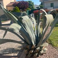 Agave