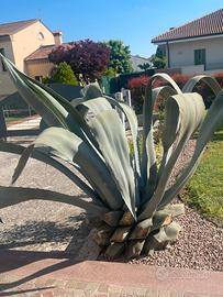 Agave